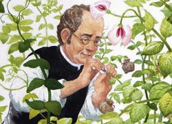 Mendel Johann2