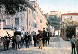 Kos Milko2