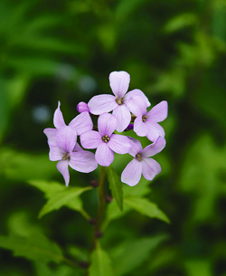 botanicni vrt4