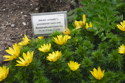 botanicni vrt5