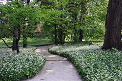 botanicni vrt8