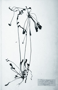 09 06 1875-Valentin-Plemel