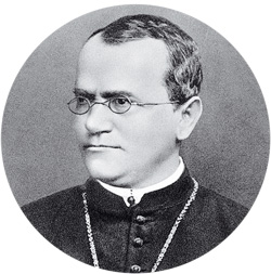 Mendel Gregor01