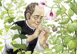 Mendel Gregor02