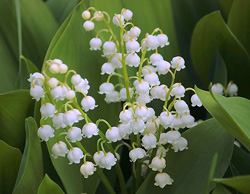 socutje 05 2024c